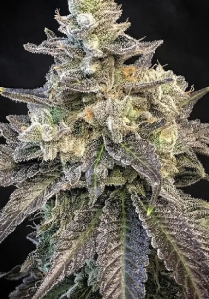 White Pie