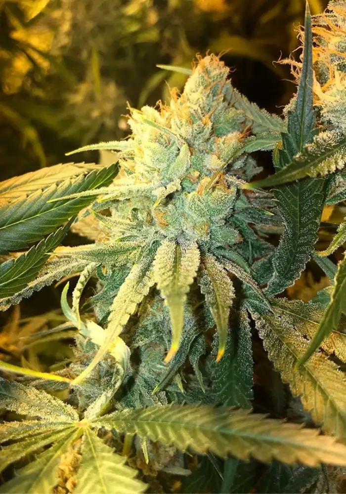 Lemon Fire OG