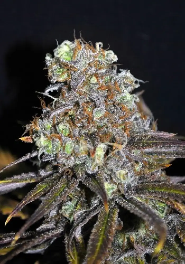 CBD Critical Mass