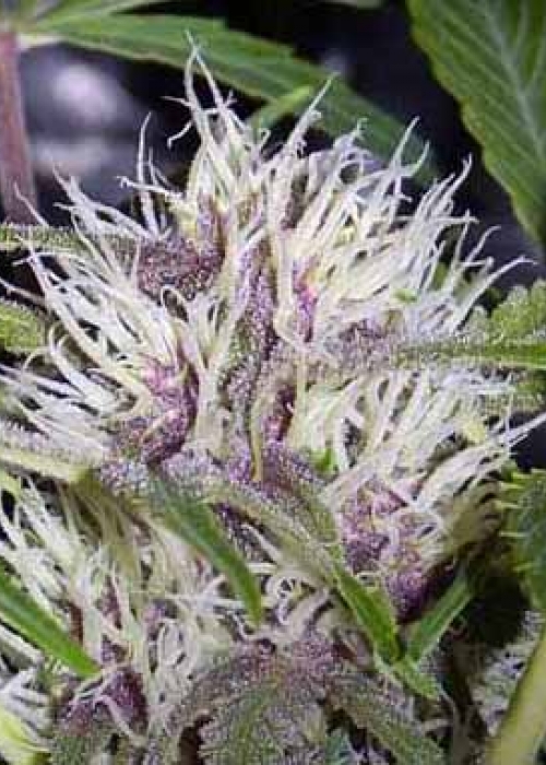 Auto Pink Grapefruit Strain Info / Auto Pink Grapefruit Weed By Short