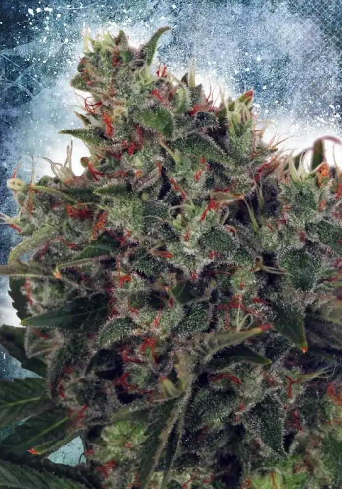Ultra White Amnesia 