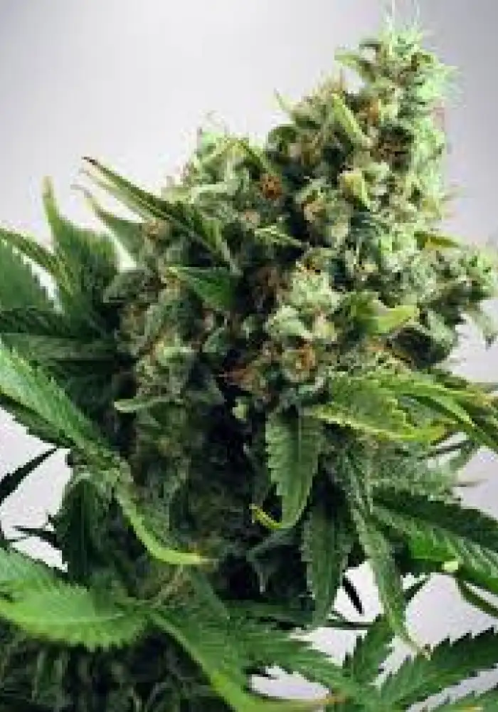 Auto White Widow 
