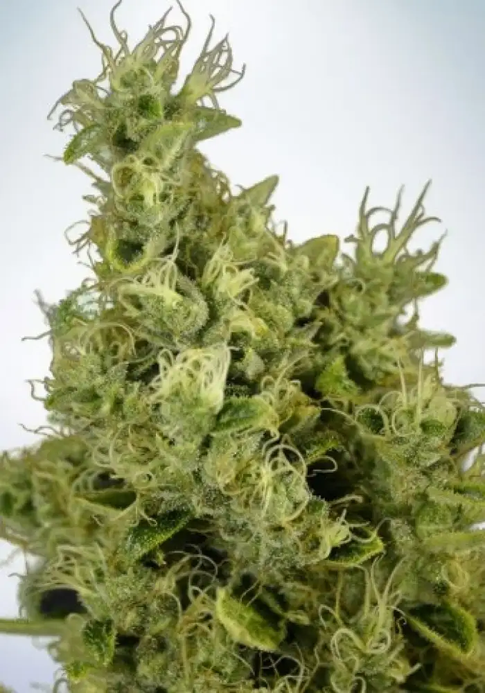 Auto Mandarin Haze 
