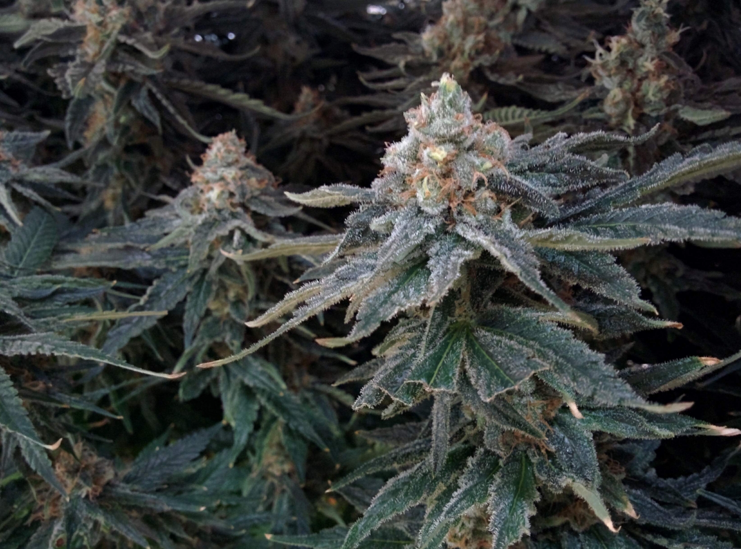 Fruit Punch Strain Info / Fruit Punch Weed By Heavyweight Seeds GrowDiaries