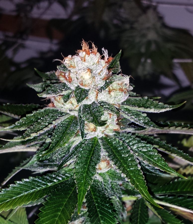 Platinum OG / Dark Heart Nursery: grow diaries - GrowDiar...