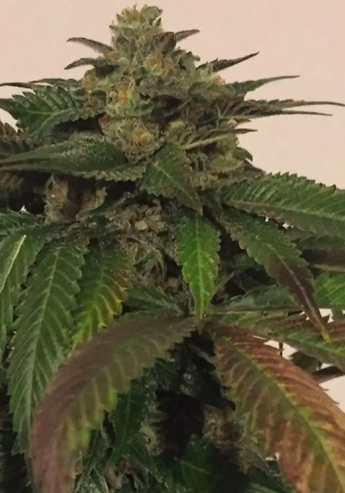 Sour Dawg