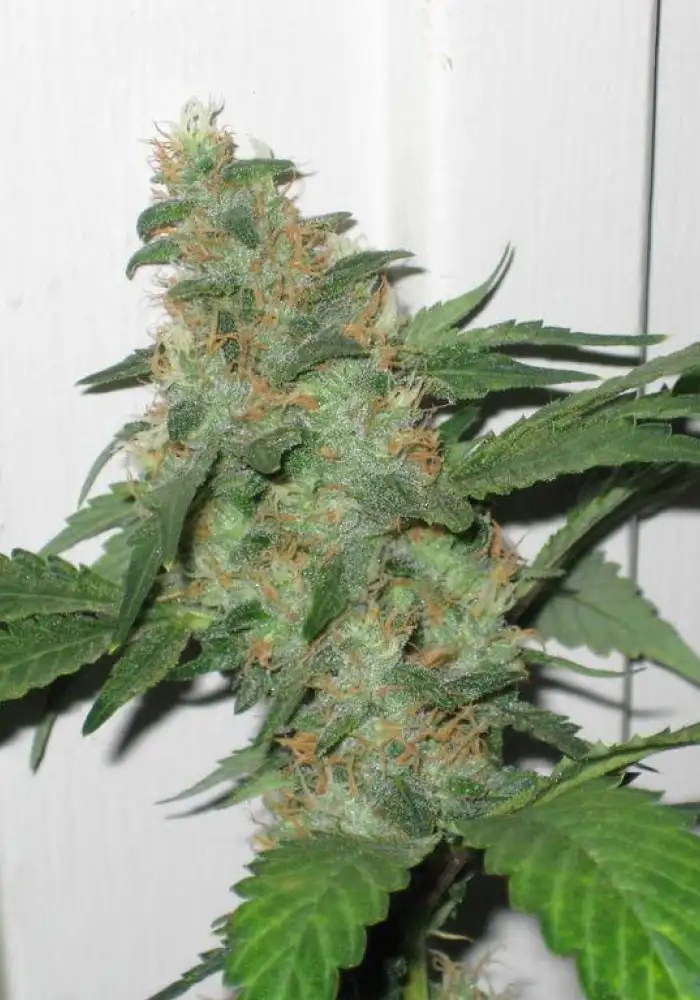 UnderDawg D