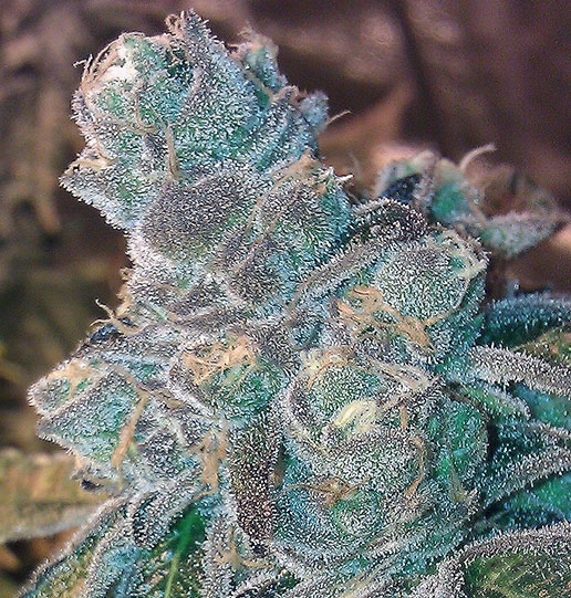 Animal Cookies Strain Info / Animal Cookies Weed By BC Bud Depot