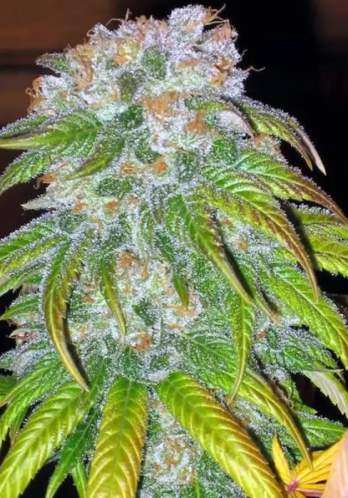 BC Big Bud