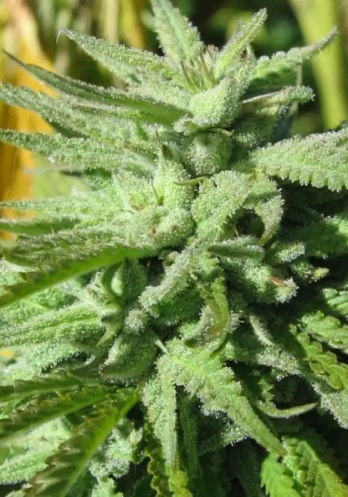 BC Hash Plant