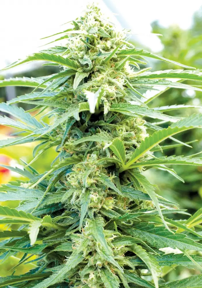 Cherry OG