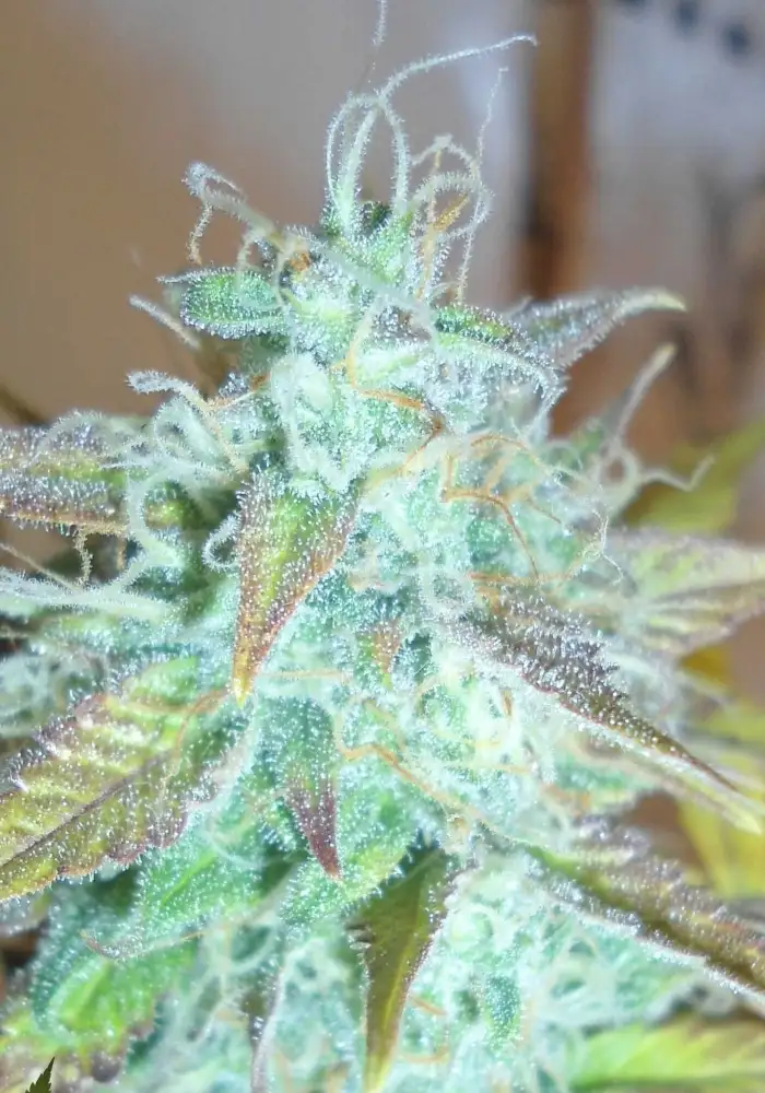 Lemon Haze Auto