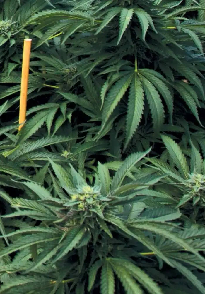 Mastodon Kush