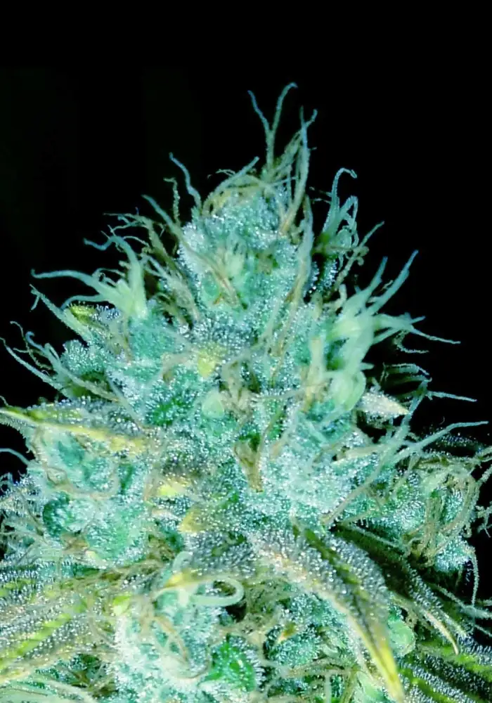 Sour Puss