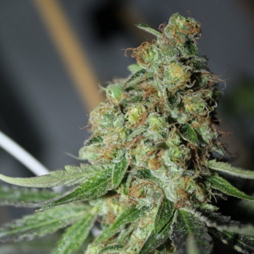East Coast Sour Diesel cannabis strain