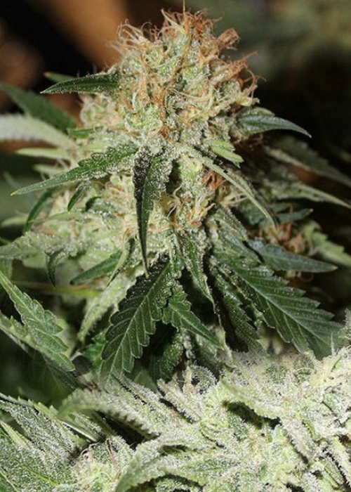 Strawberries and Cream Strain Info / Strawberries and Cream Weed By