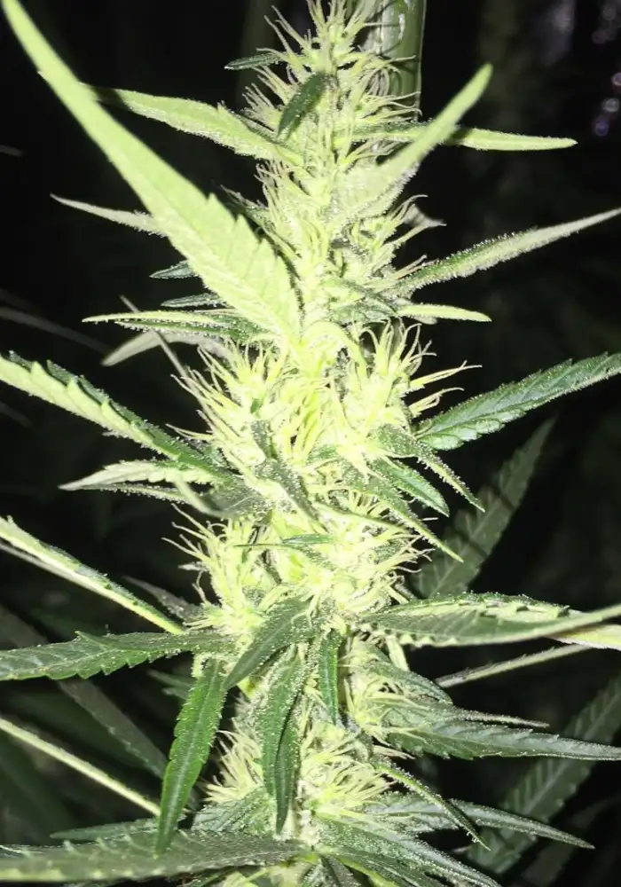 D Haze