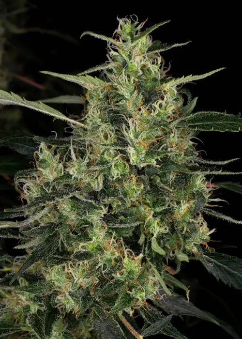 CBD-Chronic