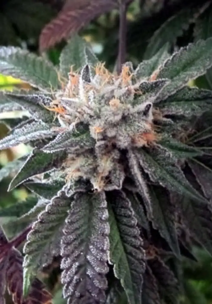 Shiatsu Kush