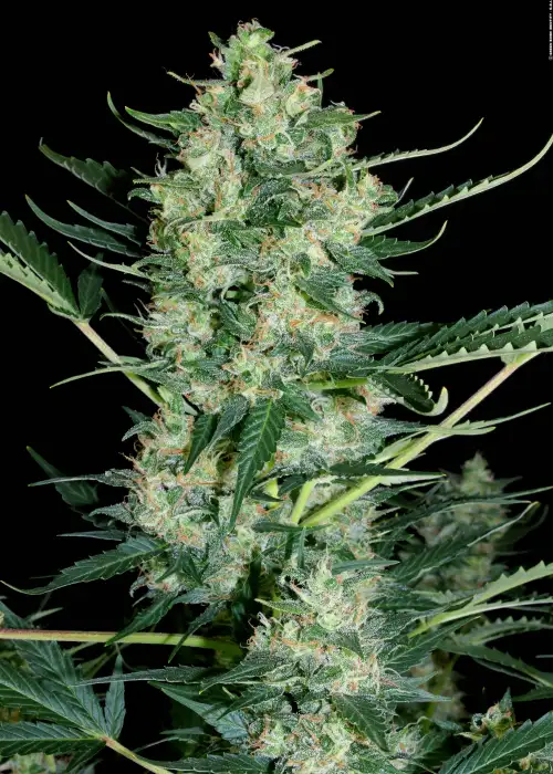 Auto White Russian