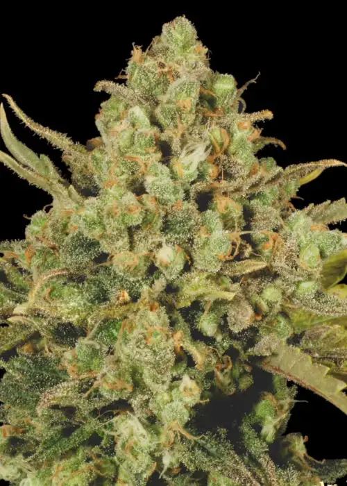 CBD Warlock