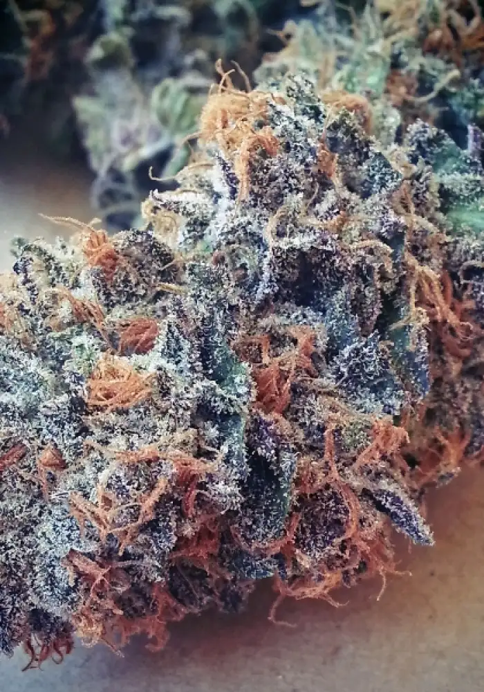 Ultimate Purple