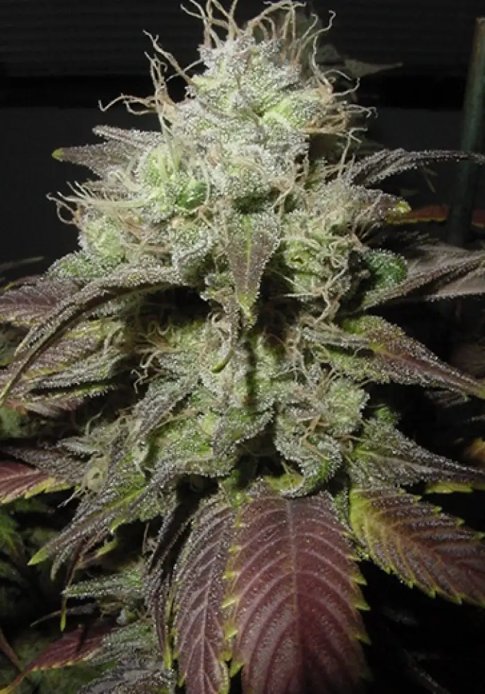 Afghan Blue