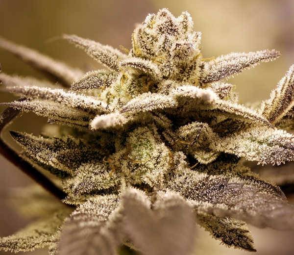 Dark Shadow Haze Strain Info / Dark Shadow Haze Weed By Rare Dankness GrowDiaries