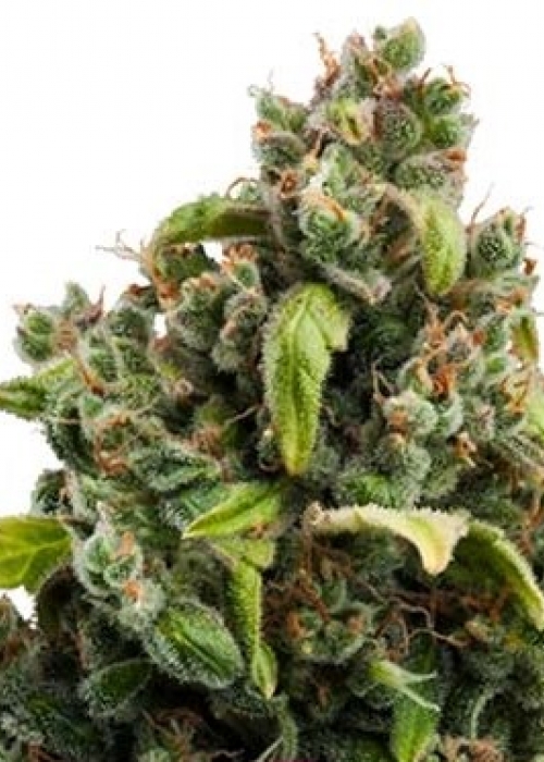 Candy Kush Express Strain Info / Candy Kush Express Weed By Royal Queen