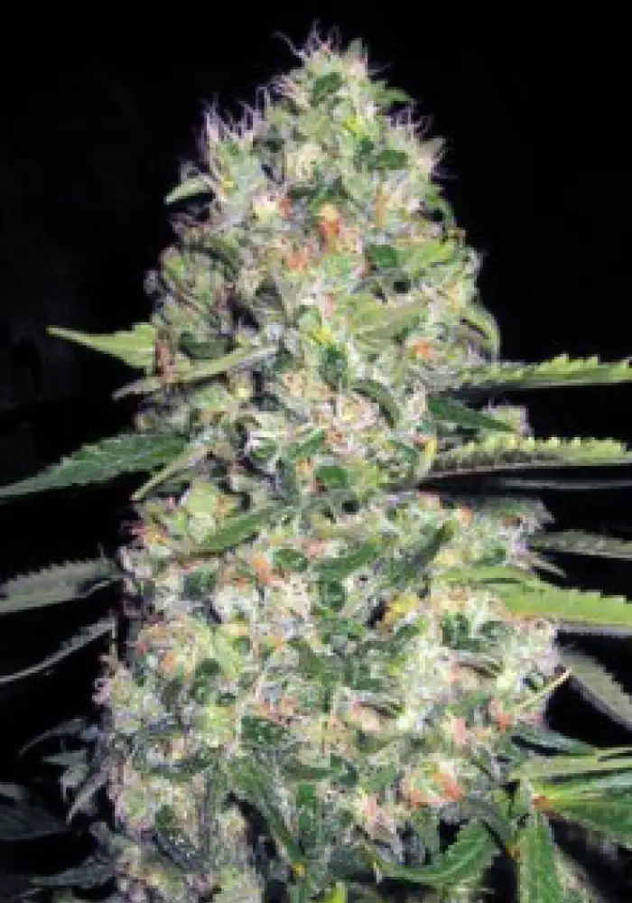 Auto Jack Herer