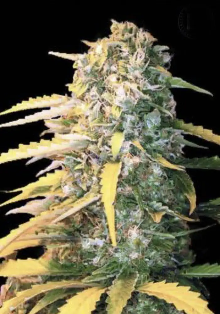 Auto White Widow