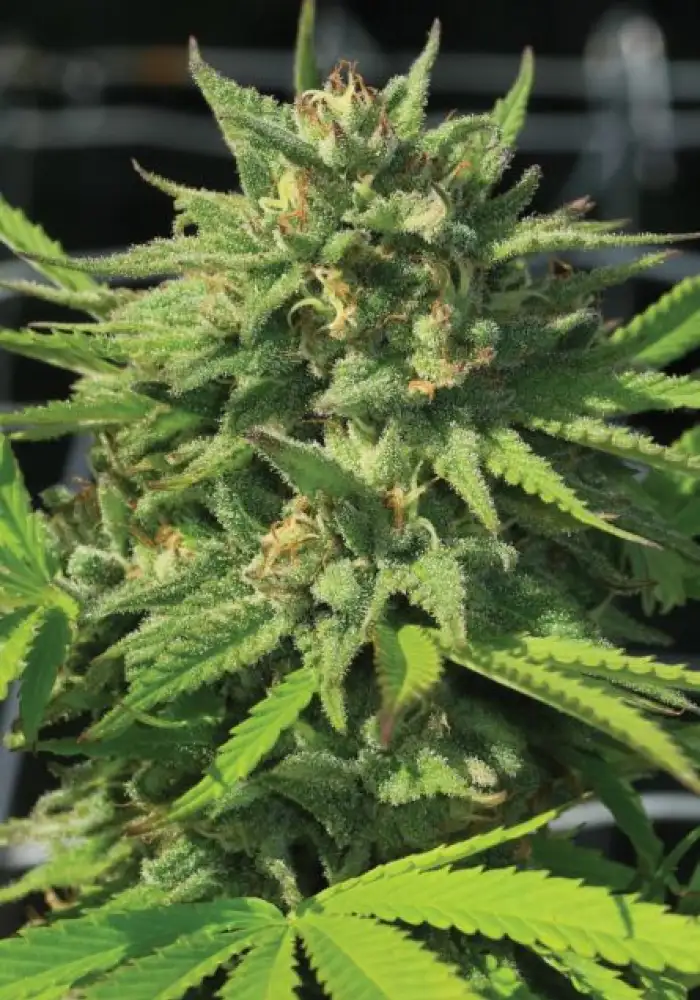 Gorilla Glue #4