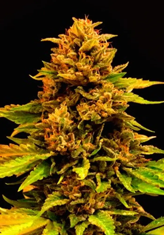 CBDiesel