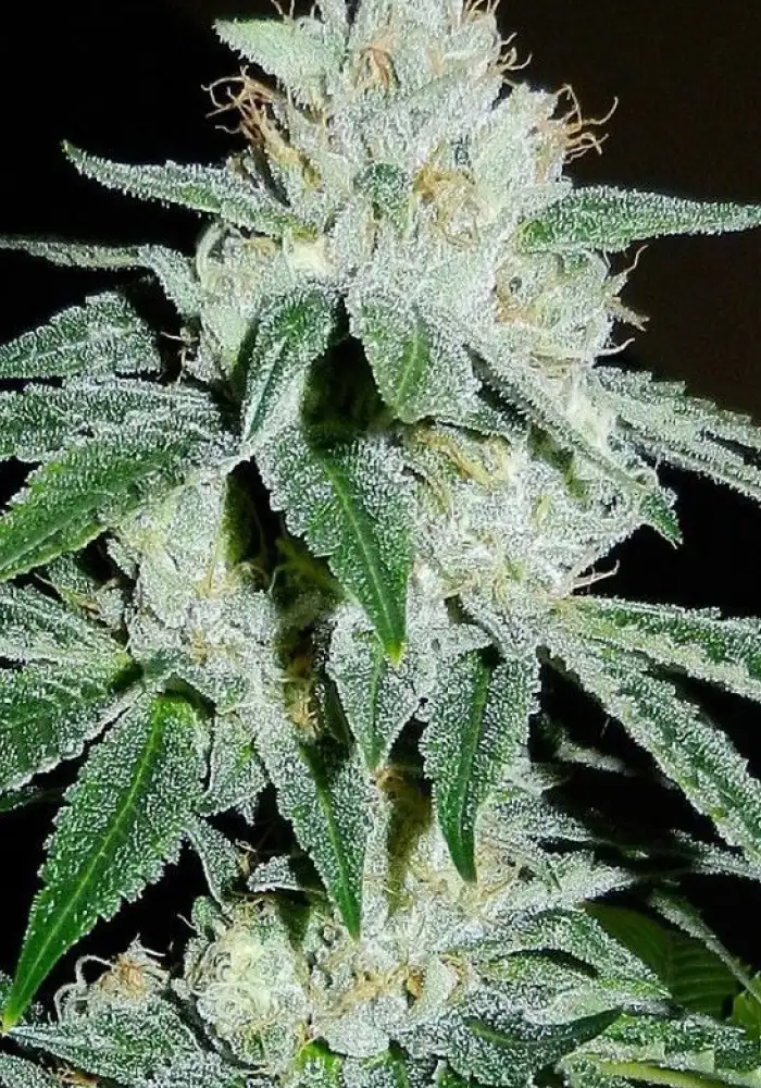 Biker Kush Regular