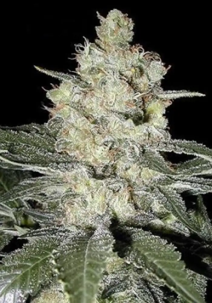 Original Skunk #1