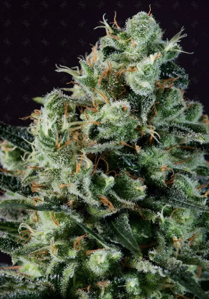 Golden Berry
