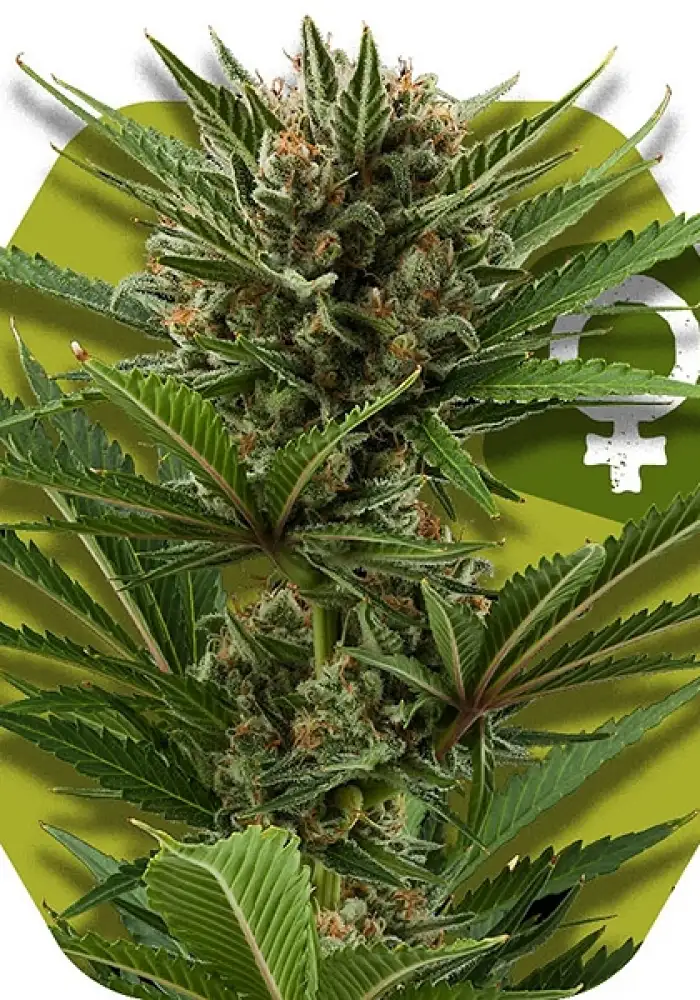 Candy Caramelo Fast Flowering