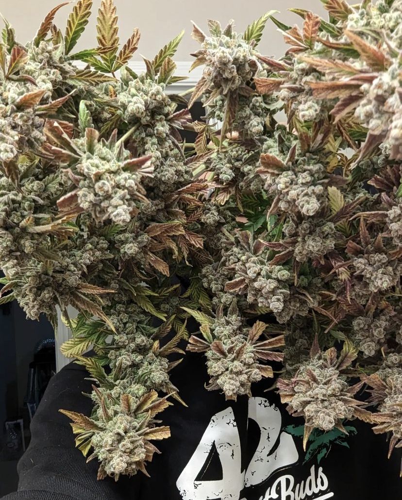 Cream Cookies Auto Strain Info / Cream Cookies Auto Weed By Fast Buds