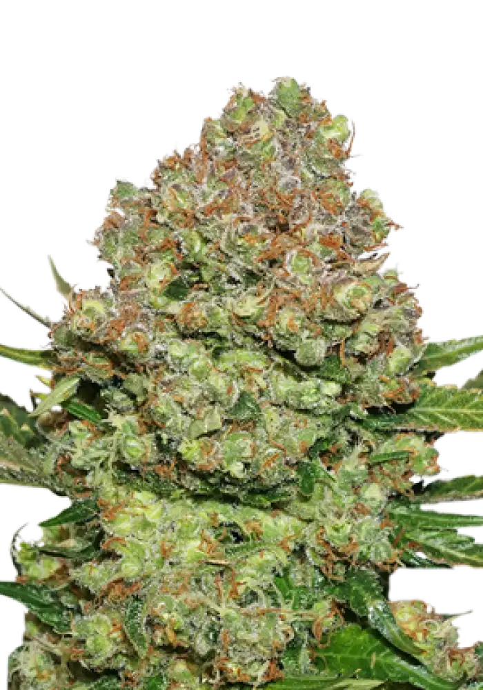 White Widow 