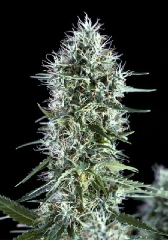 OG Lemon Bilbo