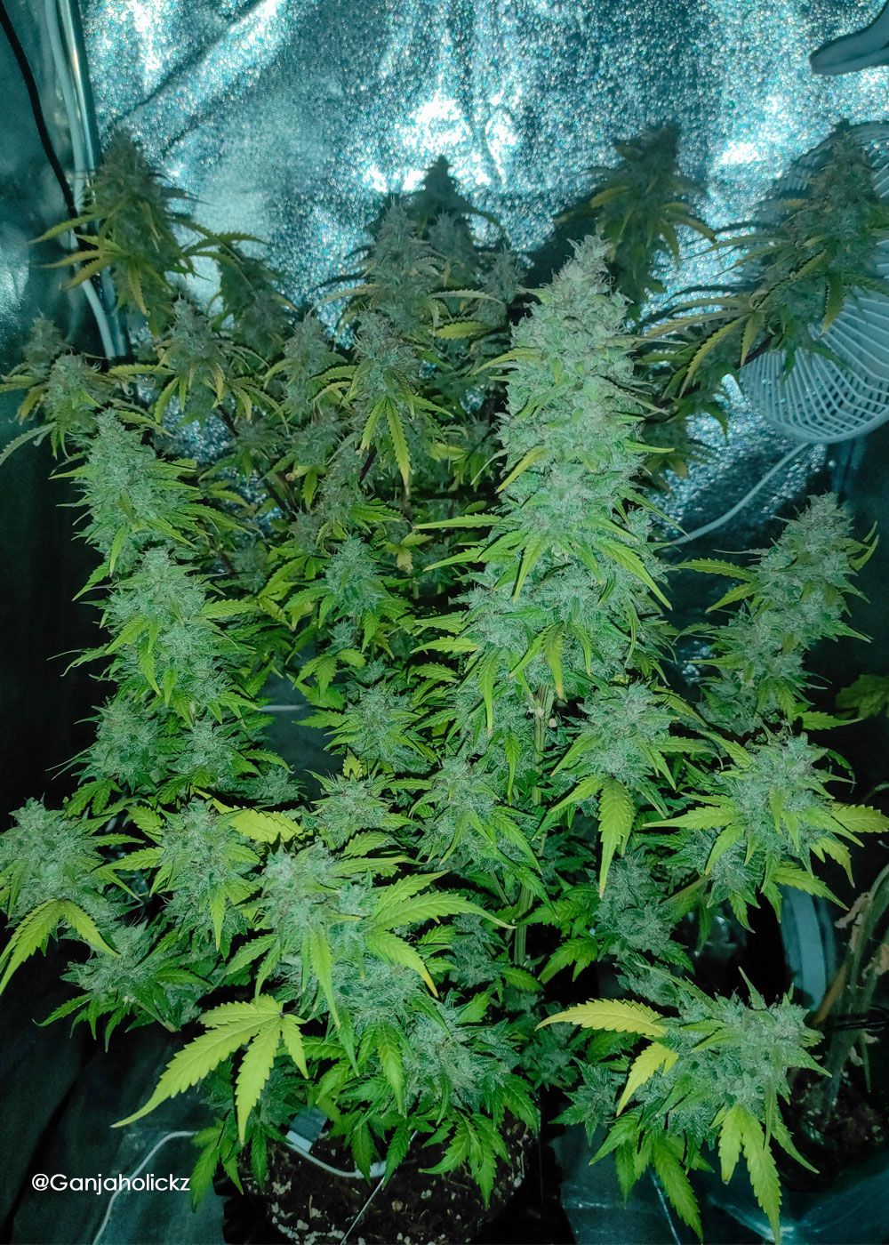 Banana Kush Auto Strain Info / Banana Kush Auto Weed By Anesia Seeds