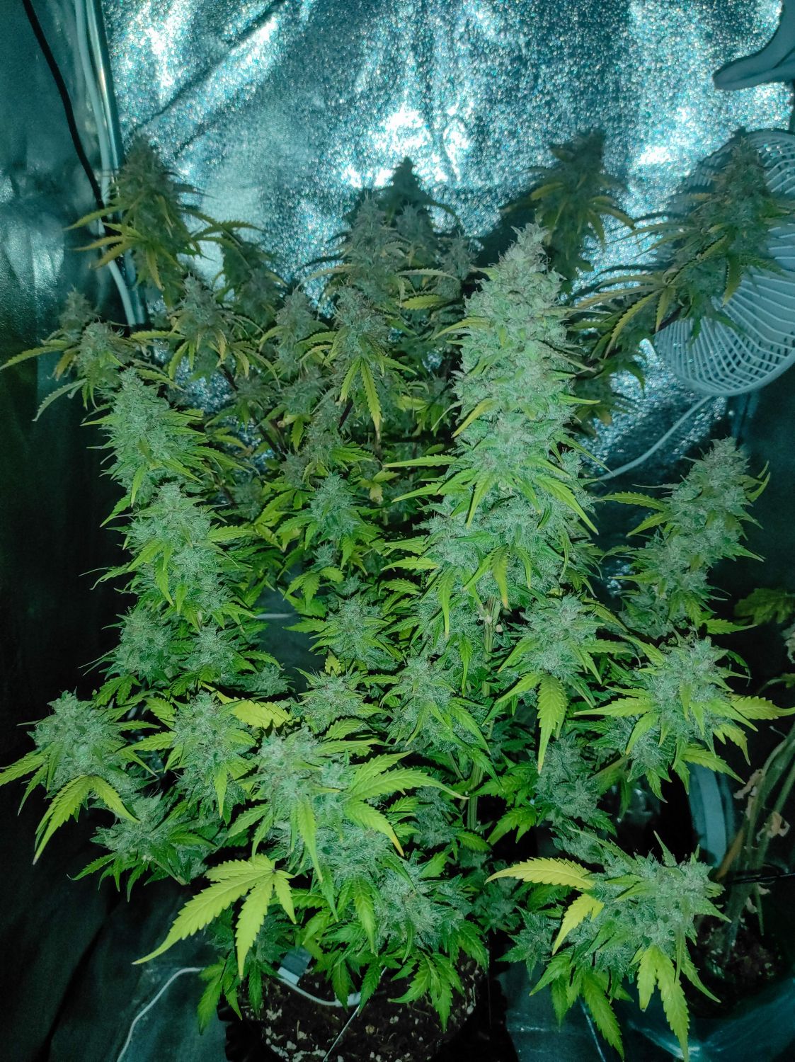 Banana Kush Auto Strain Info / Banana Kush Auto Weed By Anesia Seeds