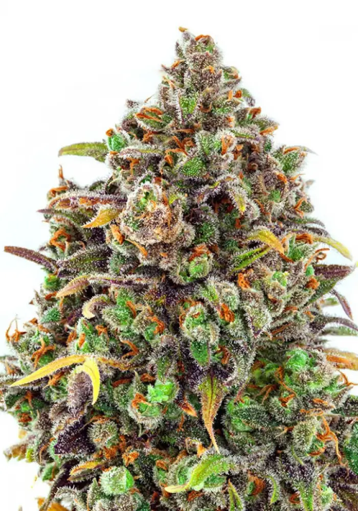 Haze Queen