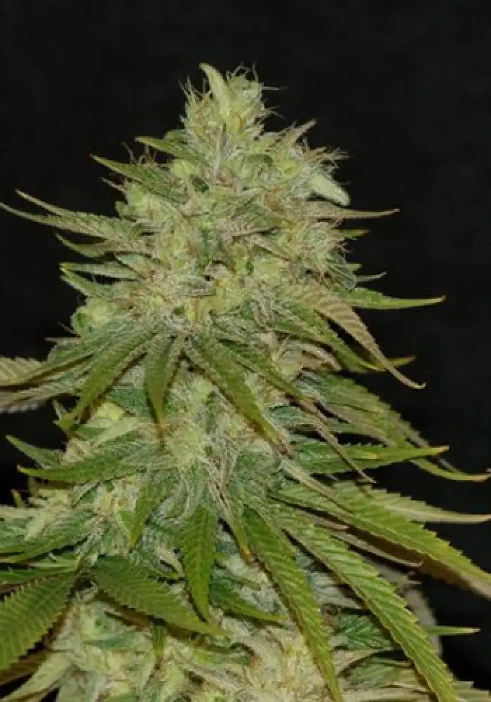 Strawberry Mango Haze