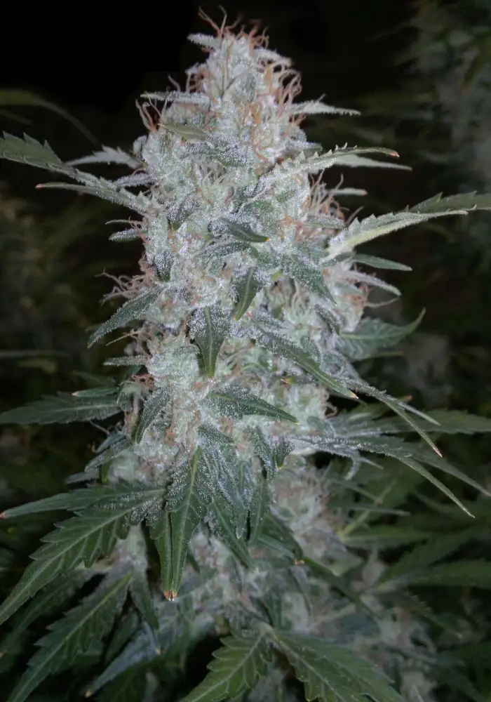 White Sirius