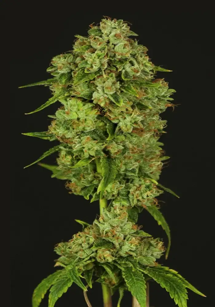 Casey Jones