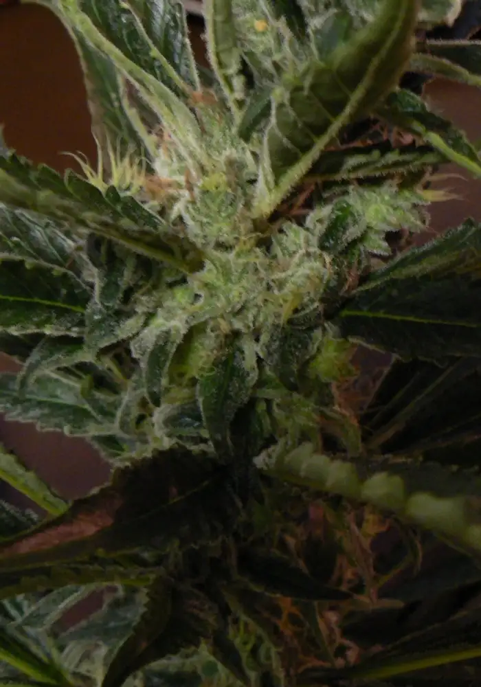 Blueberry