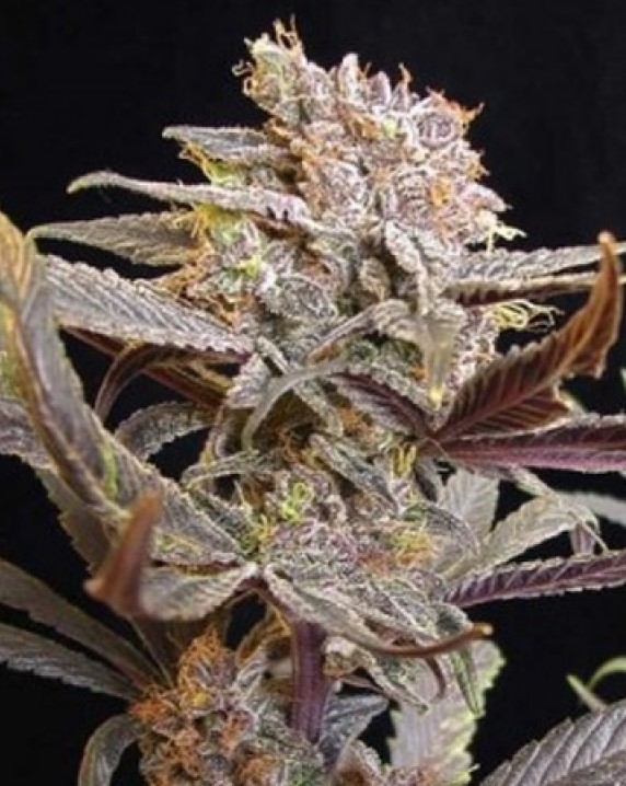 Cocoa Kush Strain Info / Cocoa Kush Weed By DJ Short GrowDiaries