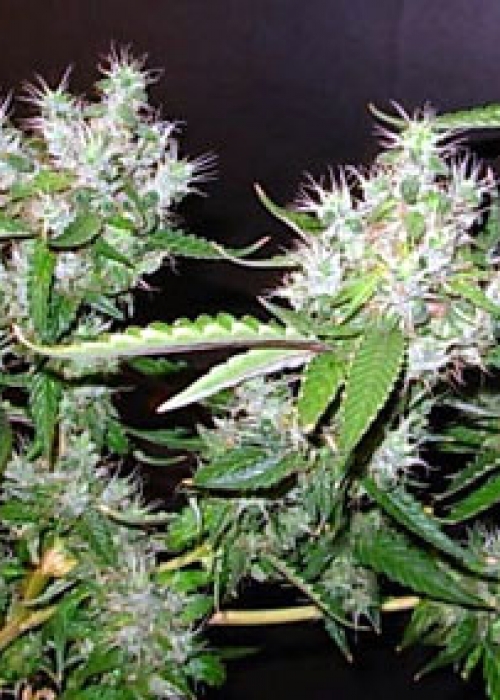 Toe Jam Strain Info / Toe Jam Weed By DJ Short GrowDiaries