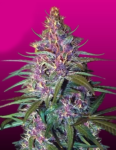 Purple Kush / Crop King Seeds: reviews - GrowDiaries